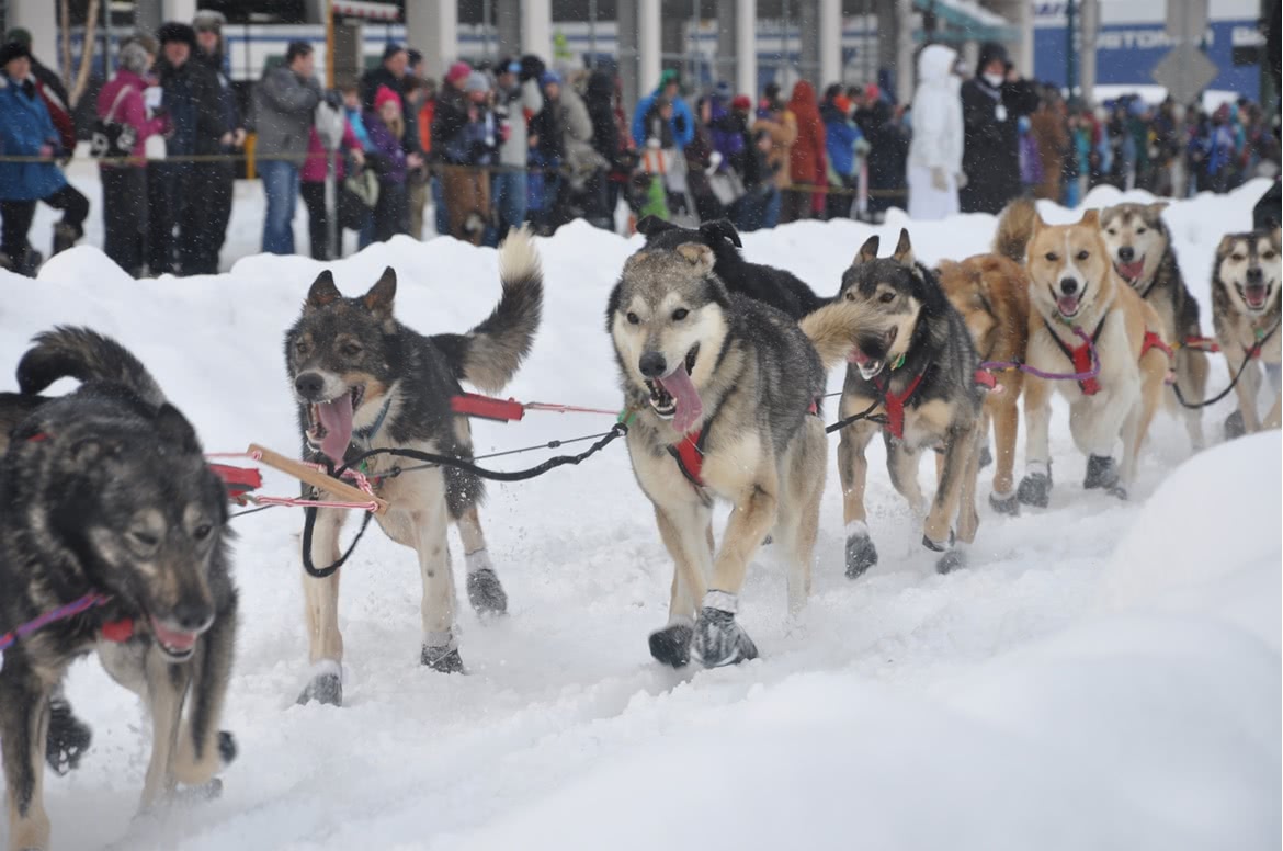 Iditarod: The Last Great Race on Earth